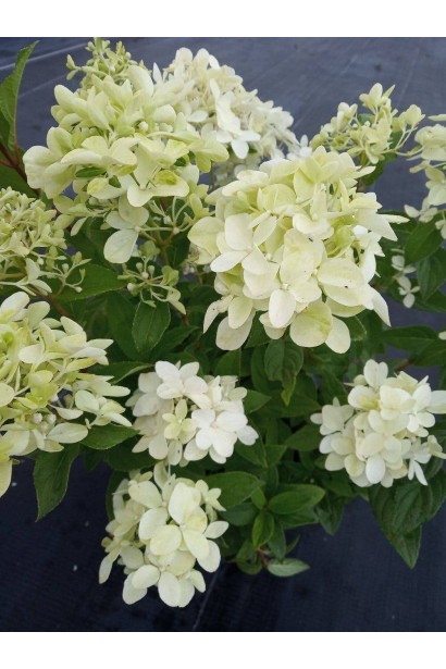 Гортензия метловидная Меджикал Кэндл